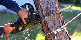 Best Arborist Consultation Services  in USA